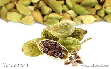 Cardamom — digestive health