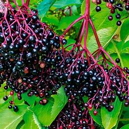 Elderberry — immunity and cold relief