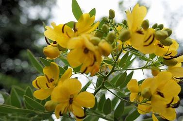 Senna — natural constipation relief