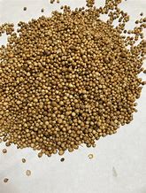 Sun-dried Coriander — digestive health and immunity